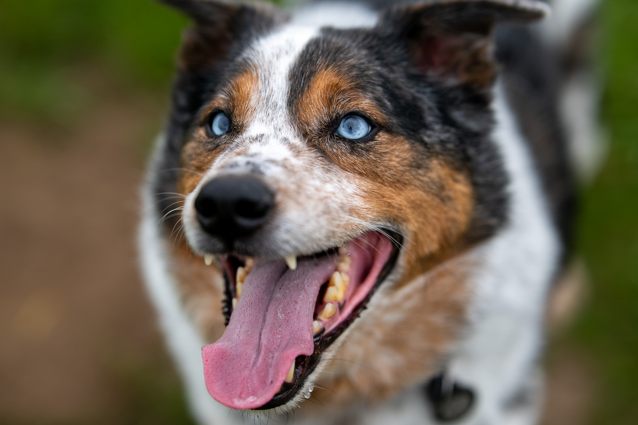 A blue-eyed merle Australian shepherd panting in the grass