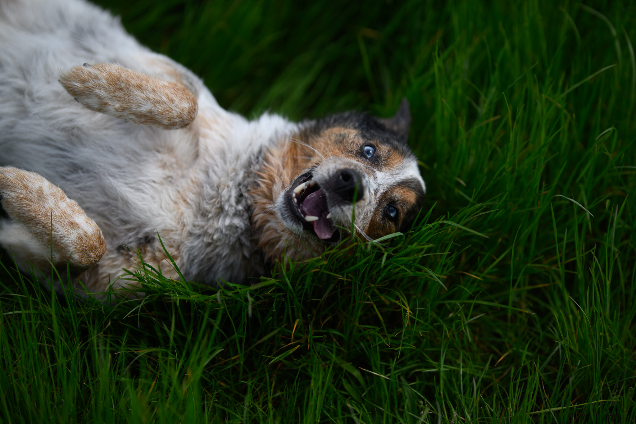 A merle Australian shepherd belly-up in the grass