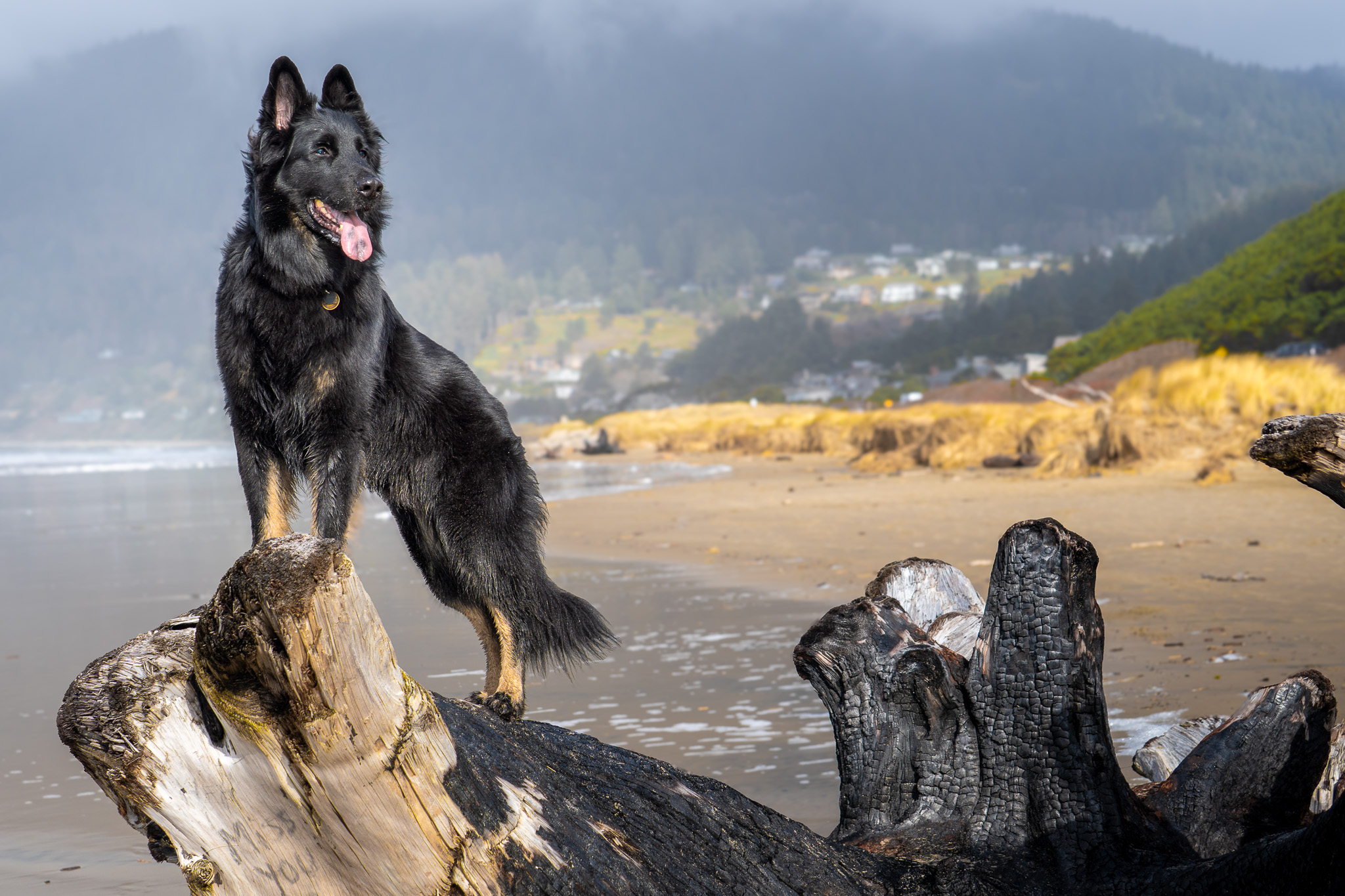 A dog perched on beach driftwood with the coastline behind